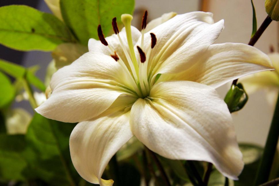 Free Image of Stargazer Lily 