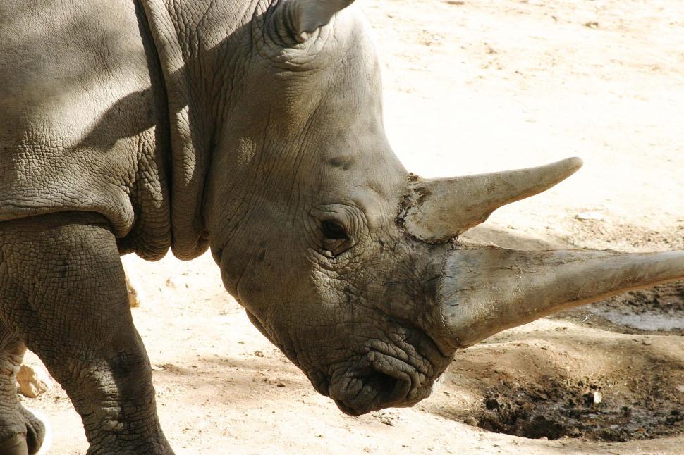 Free Image of Close-Up of a Rhinos Face and Neck 