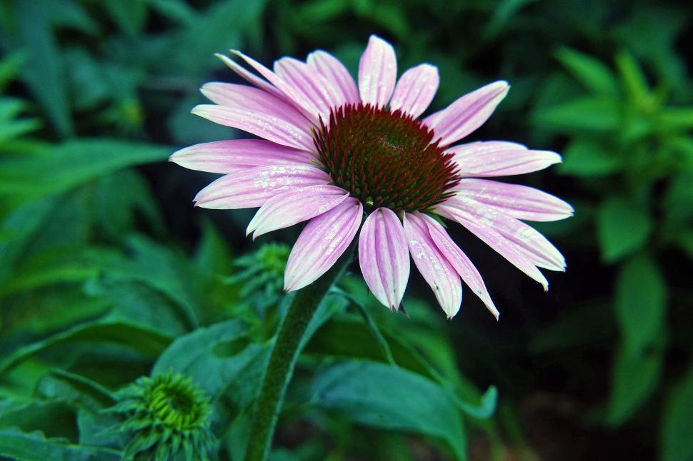 Free Image of Purple Coneflower Closeup 