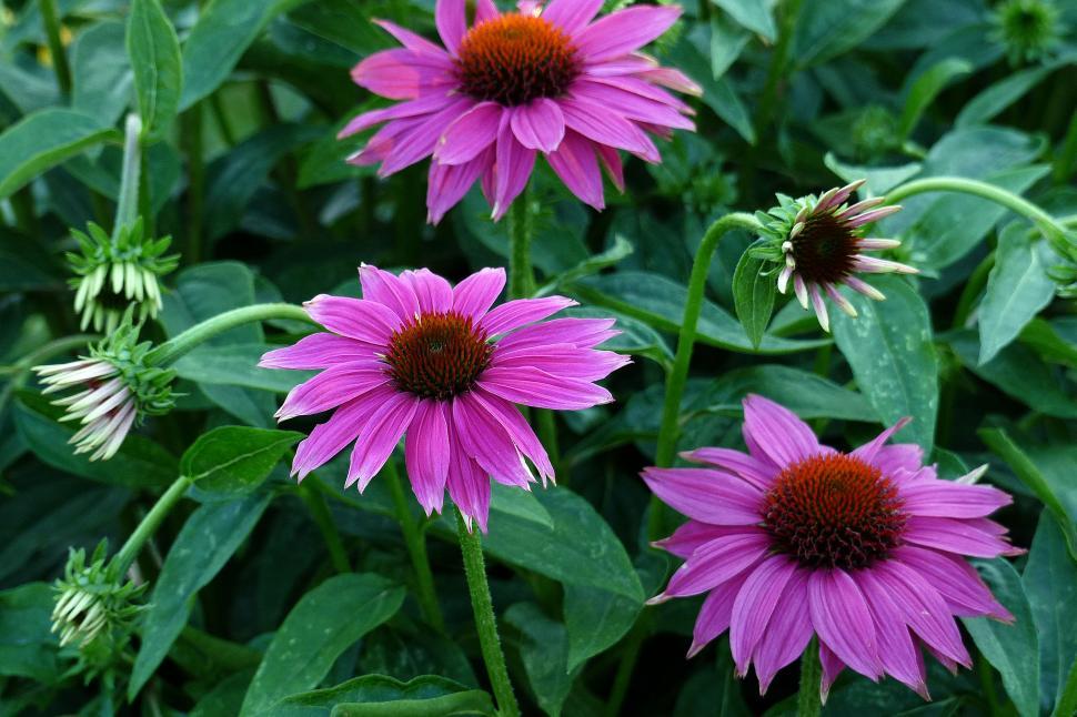 Free Image of Purple Coneflowers 