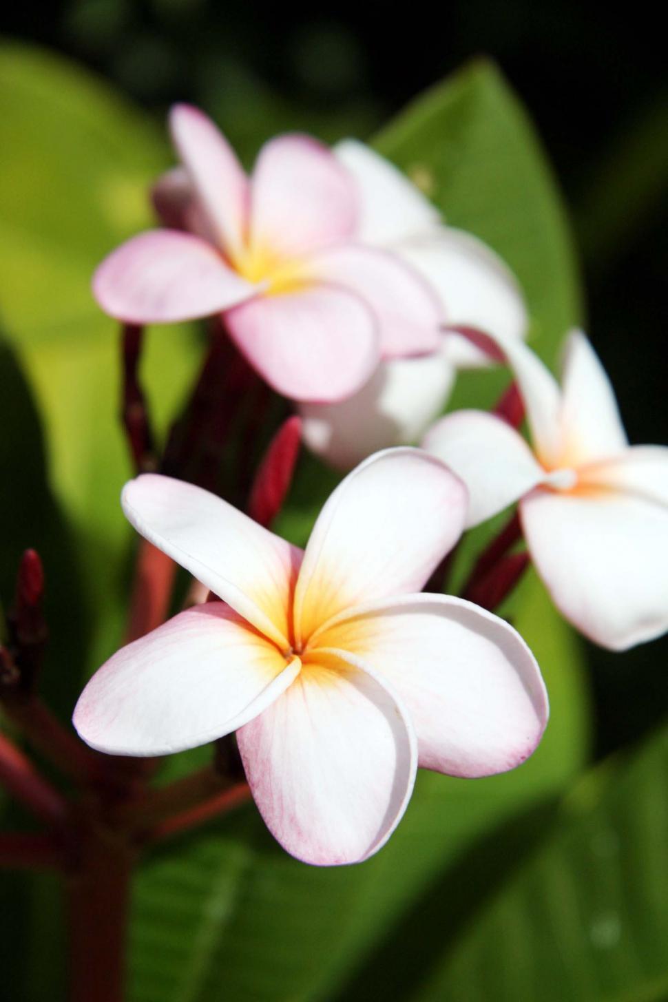 Free Image of Plumeria Blooms 