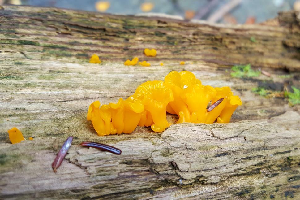 Free Image of Tremella mesenterica 