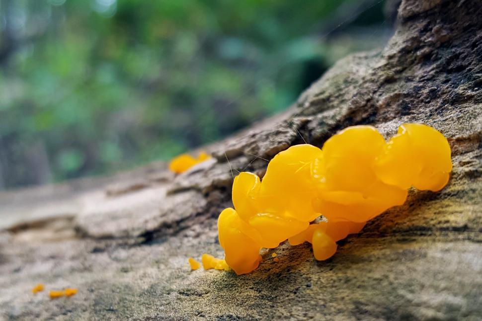 Free Image of Yellow Brain Fungi 