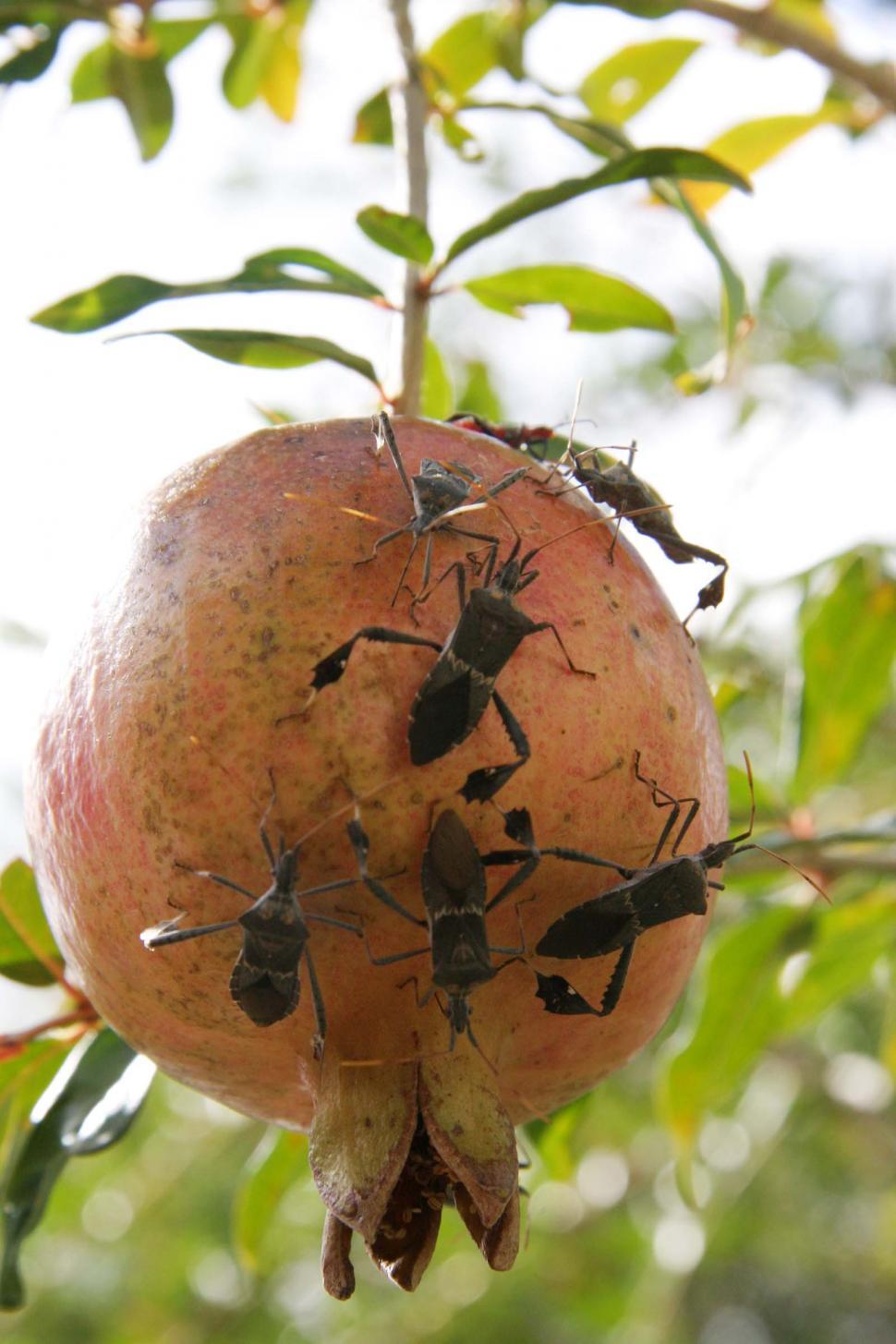 Free Image of Many bugs on a pomegranate 