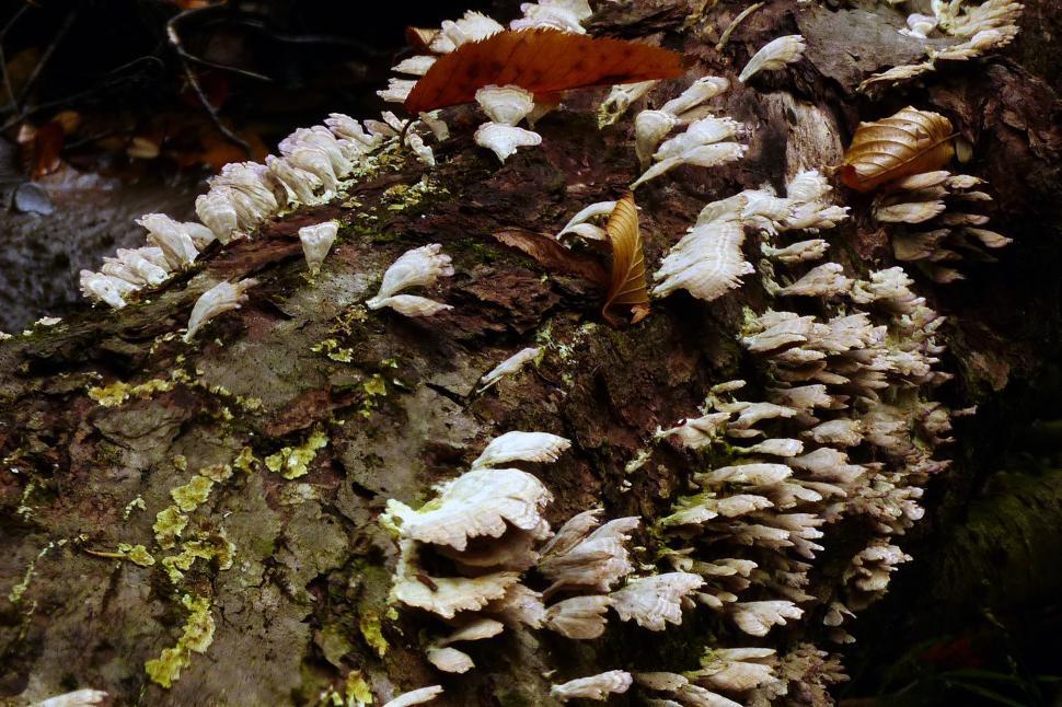 Free Image of Fungi And Lichen On A Decaying Tree Trunk 