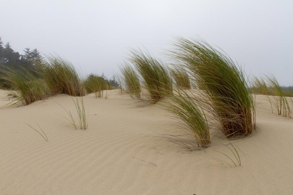 Free Image of Sand dunes 