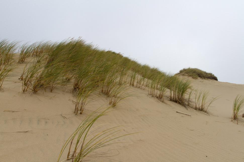 Free Image of Dune Grass 
