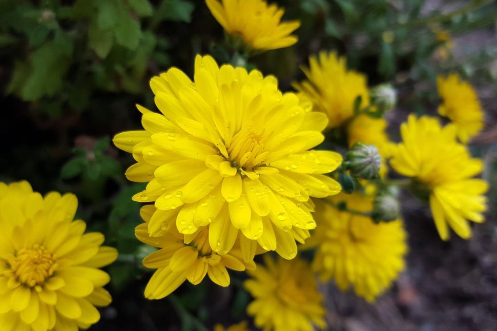 Free Image of Yellow Mums 