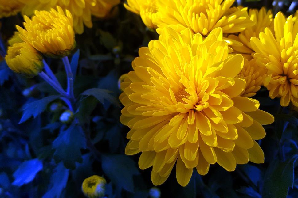 Free Image of Yellow Chrysanthemum Flower 