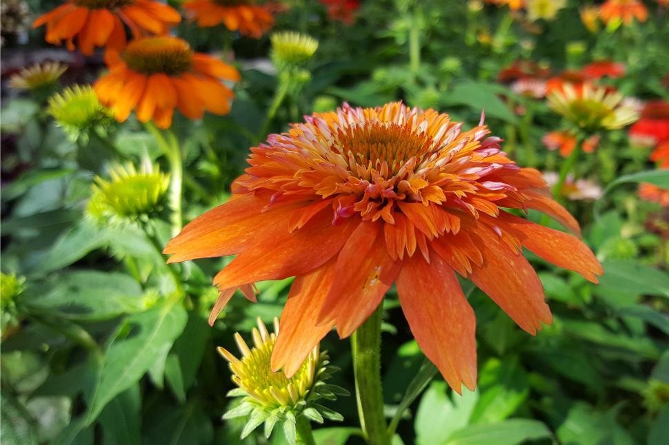 Free Image of Orange Conflower Flowers 