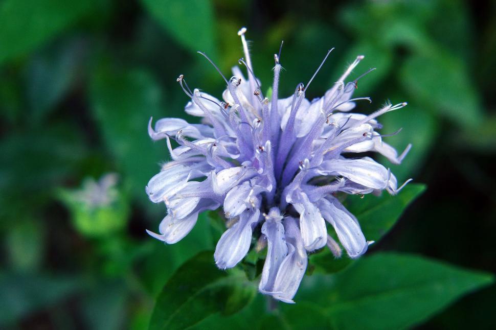 Free Image of Blue Flowers 