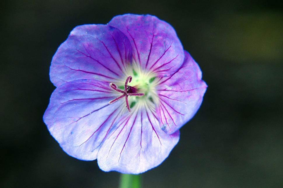 Free Image of Purple Flower 