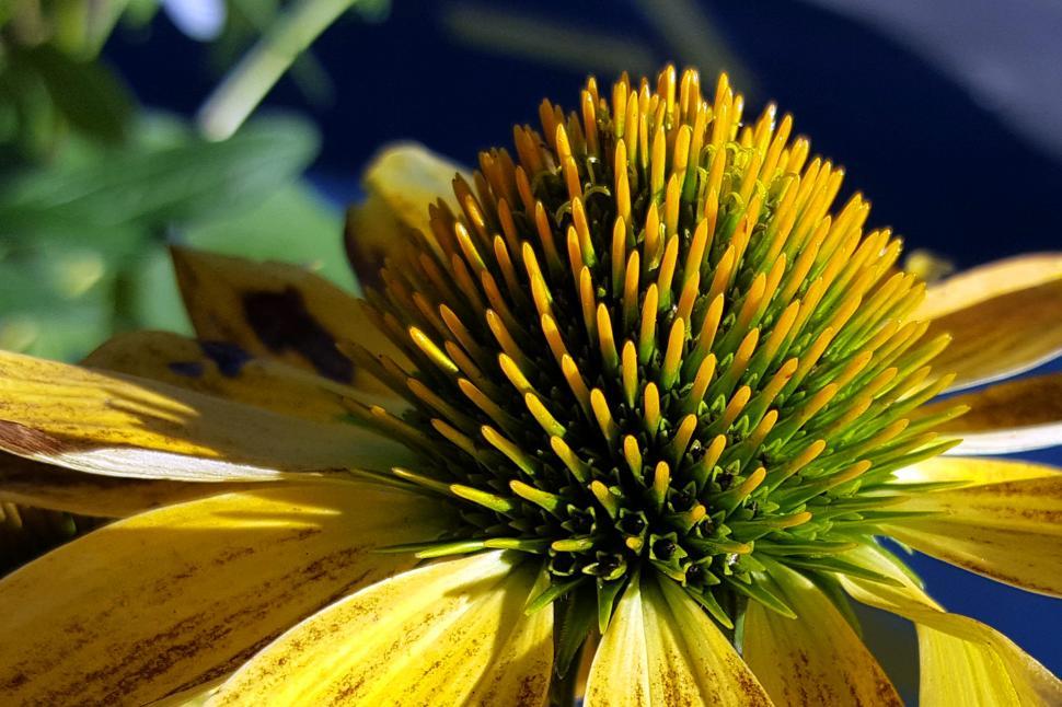 Free Image of Yellow Coneflower Stamen 