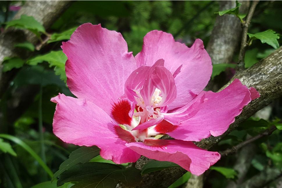 Free Image of Rose of Sharon Single Flower 