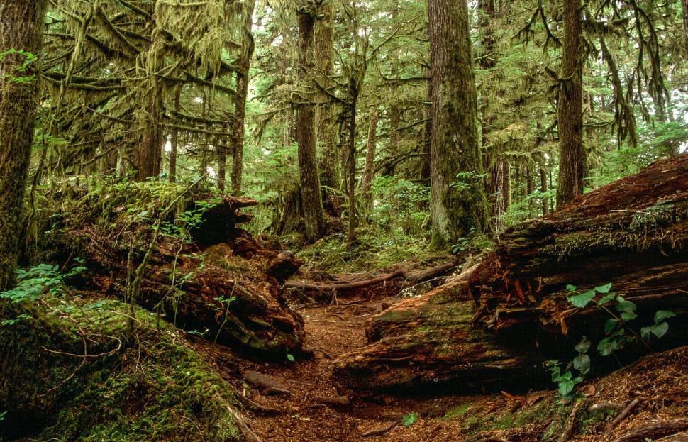Free Image of Olympic National Forest 