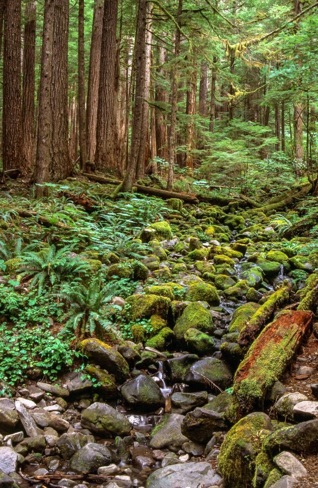 Free Image of Rain Forest Nature Trail 