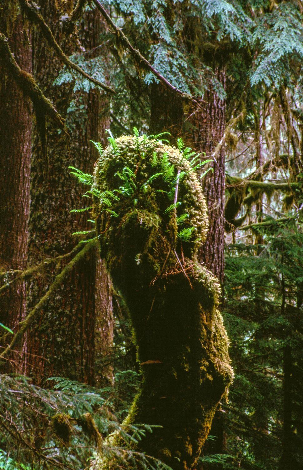 Free Image of Tree Trunk 