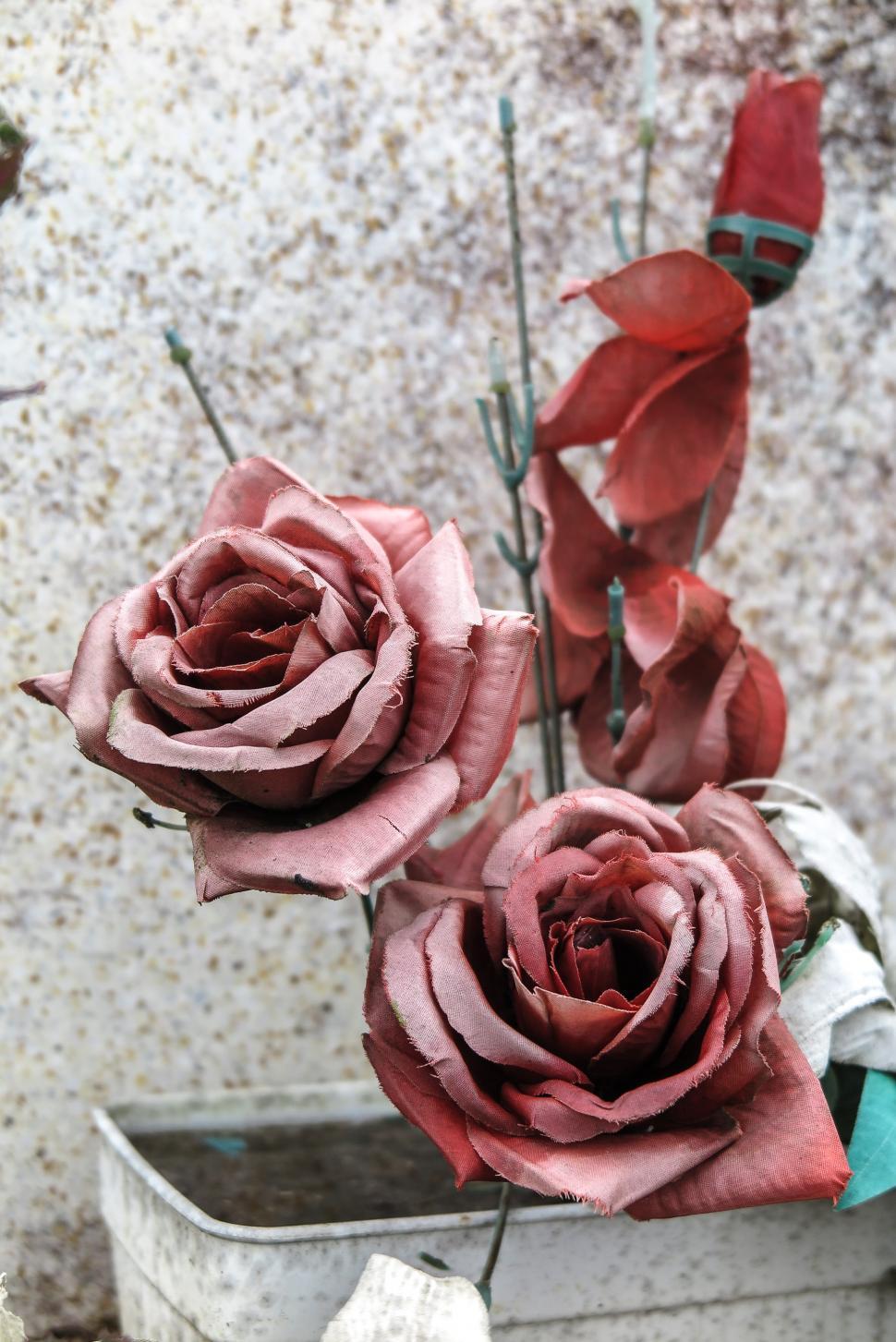 Free Image of Faded Flowers 