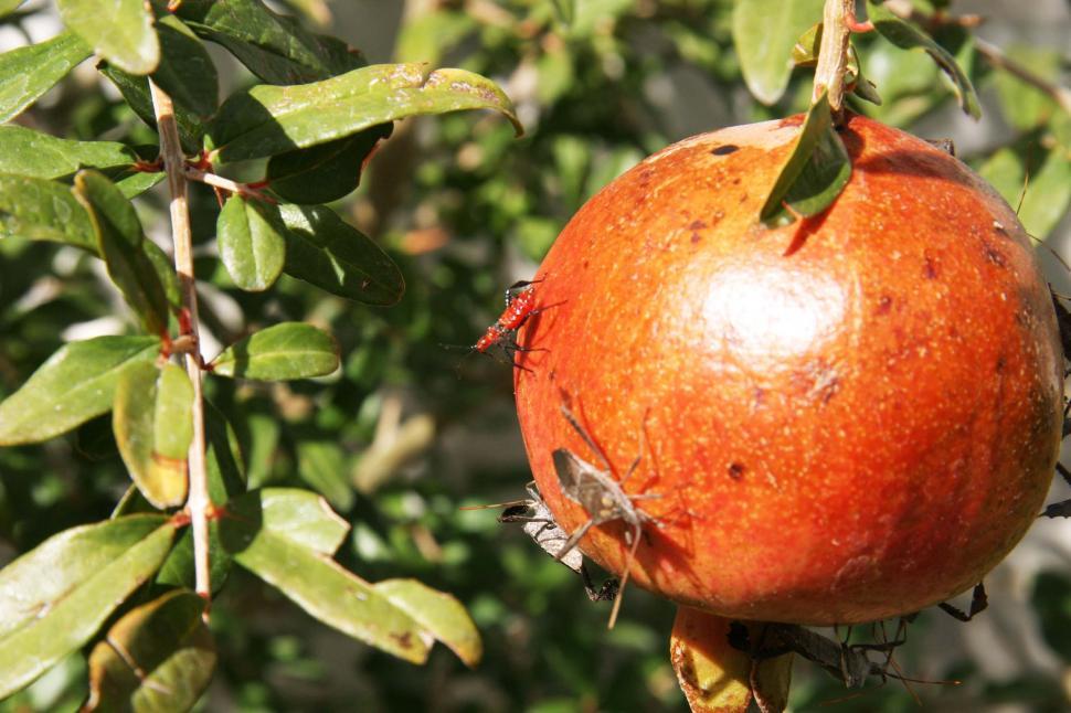 Free Image of Insects on the pomegranate 