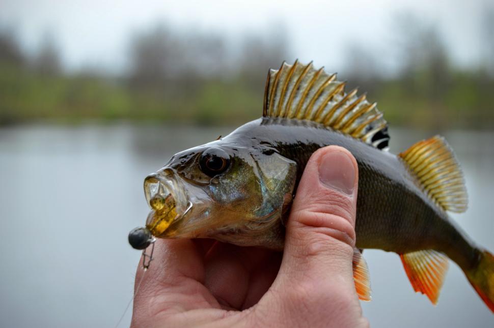 Free Image of Caught fish perch dark in the fisherman's hand  