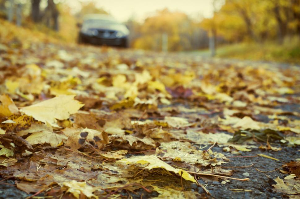 Free Image of Autumn road 