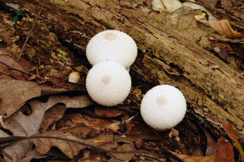 Free Image of Common Puffball Mushrooms 