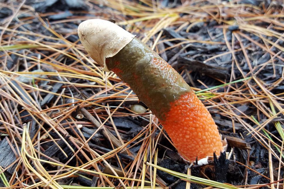 Free Image of Mushroom Called  Penis Mushroom  