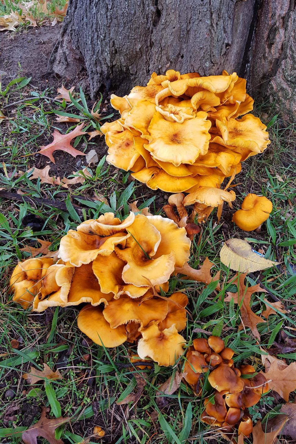Free Image of Yellow Mushrooms and Lawn 