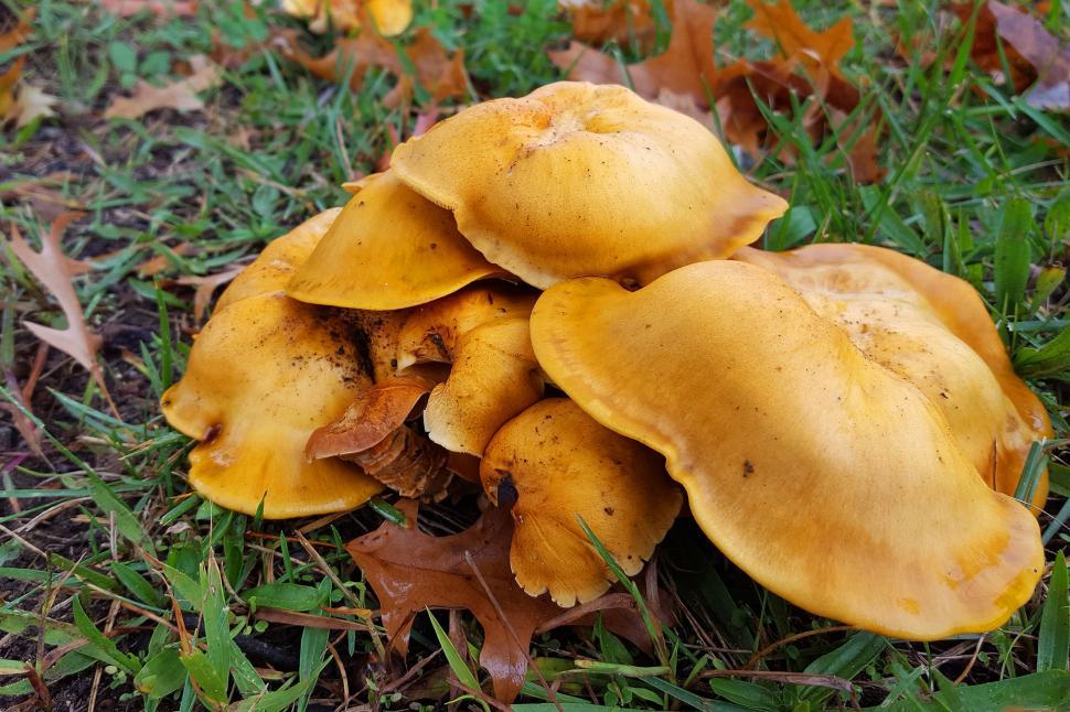 Free Image of Yellow Mushrooms 
