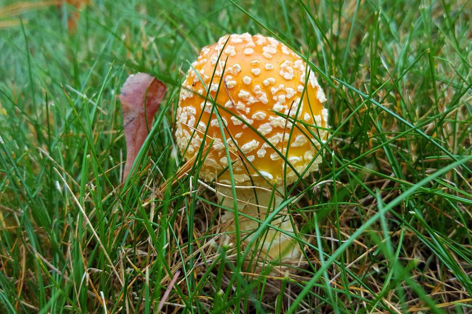 Free Image of Poisonous fly Mushroom 