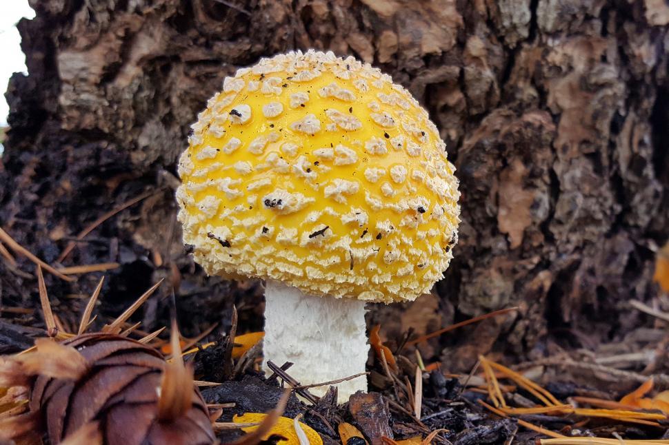 Free Image of Yellow Poisonous fly Mushroom 