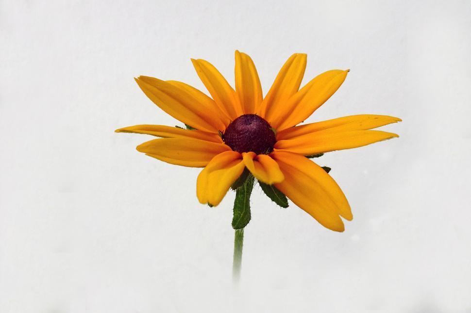 Free Image of Black-Eyed Susan Flower 