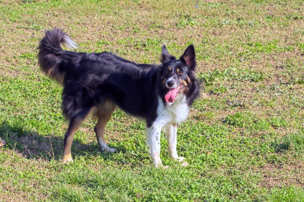 Free Image of Border collie  