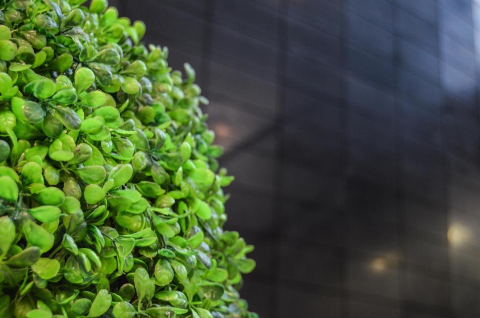 Free Image of Close Up of a Plant With Green Leaves 