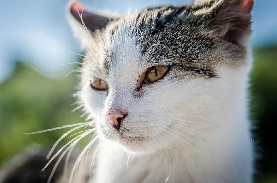 Free Image of Close Up of Cat With Blurry Background 