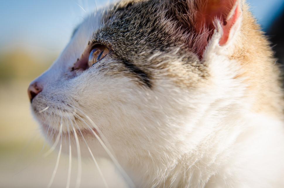 Free Image of Close-Up of a Cat With Blurry Background 