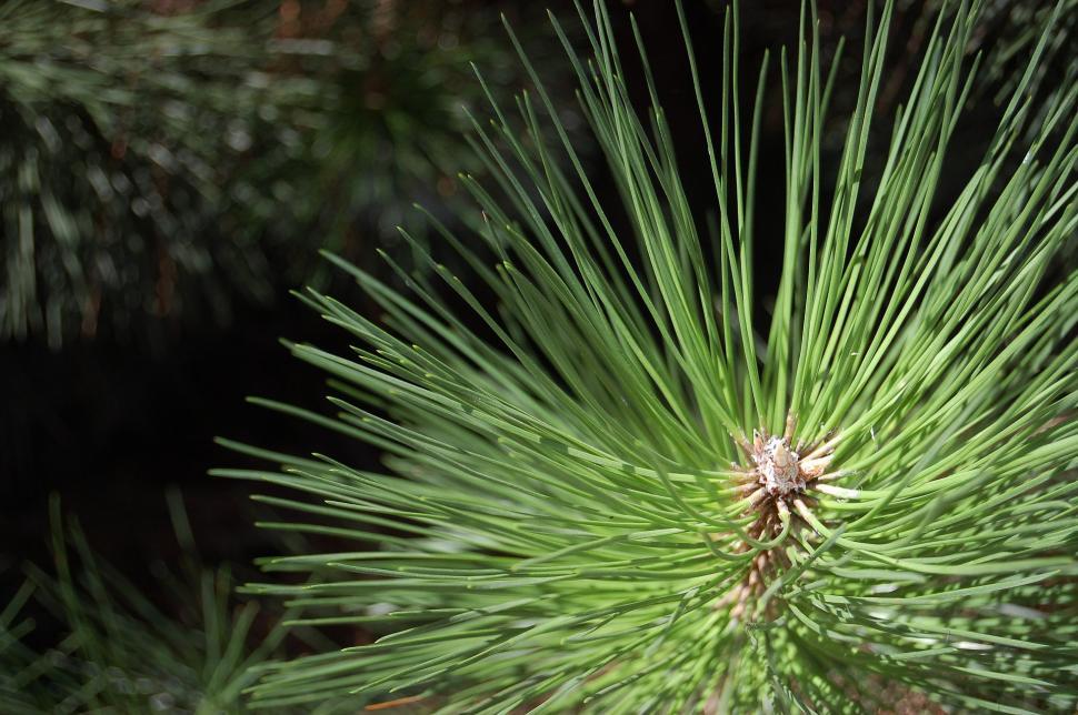 Free Image of Close Up of a Pine Tree Branch 