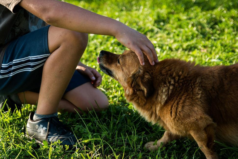 Free Image of Man Kneeling Next to Brown Dog 