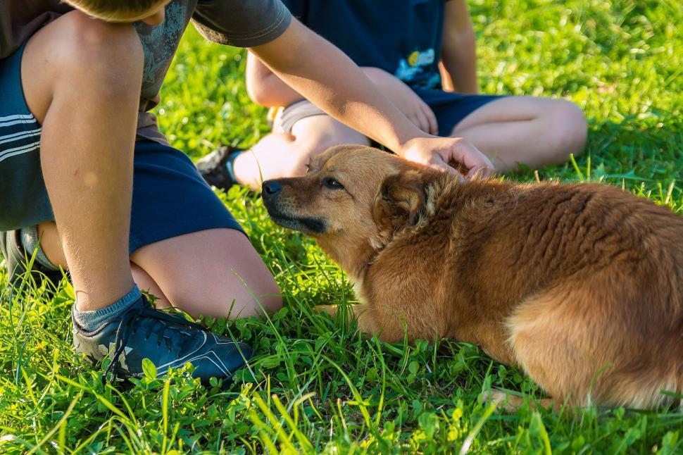 Free Image of Man Kneeling Next to Brown Dog 