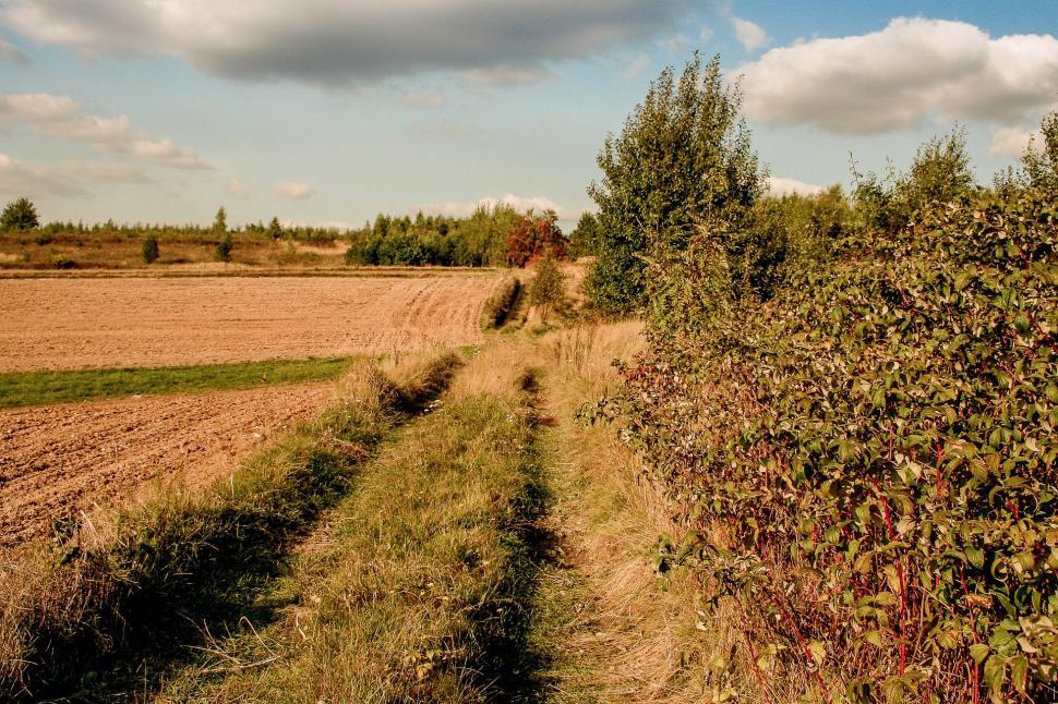 Free Image of Dirt Path Alongside Row of Trees 