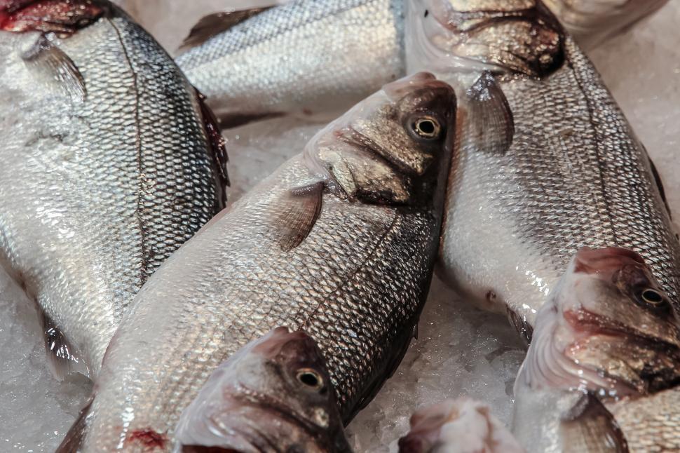 Free Image of Group of Fish Sitting on Top of Ice 