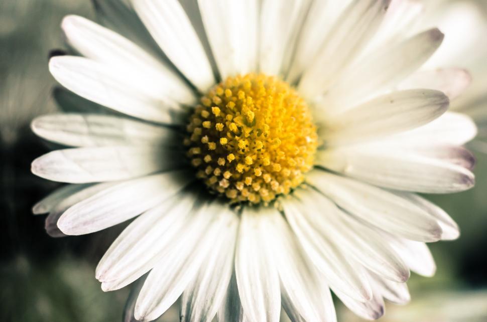 Free Image of Close Up of a White Flower With Yellow Center 