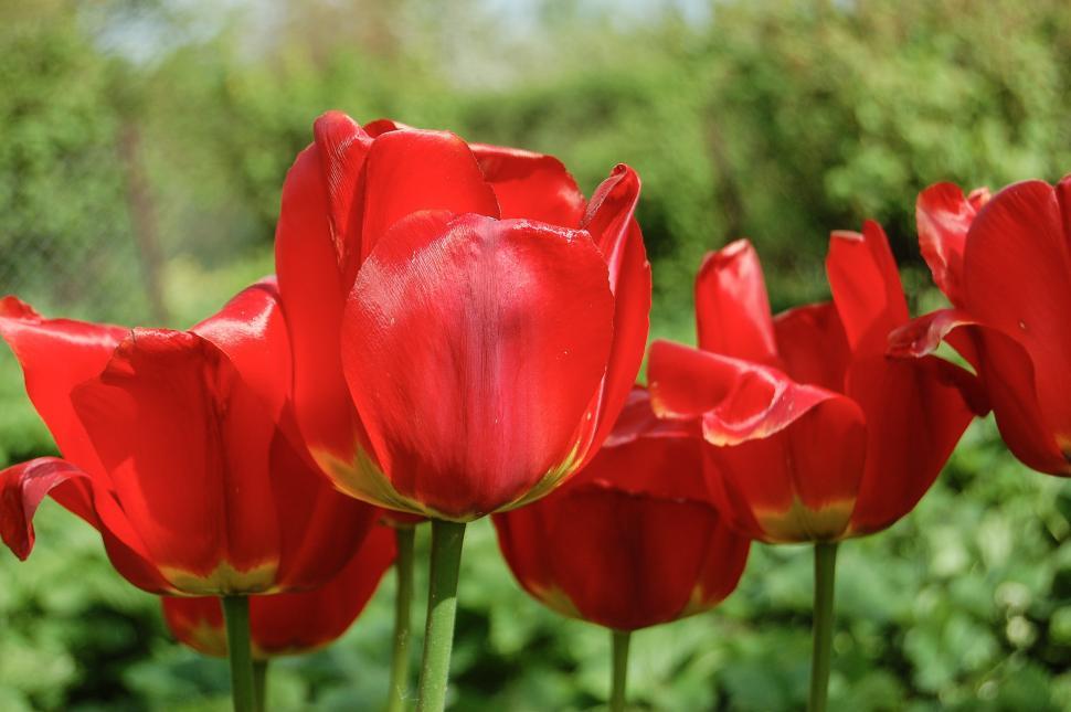 Free Image of Red Flowers Sprouting in Grass 