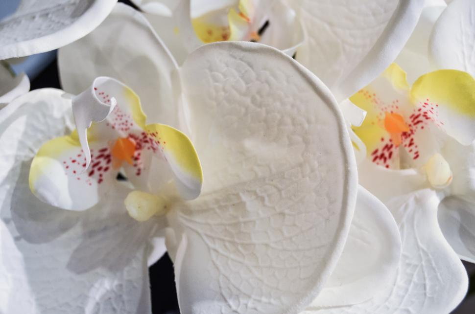 Free Image of Group of White Flowers With Yellow Centers 