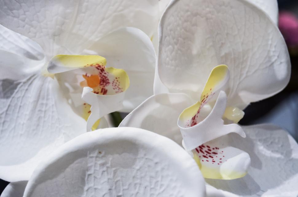 Free Image of Close Up of a White Flower With Yellow Stamen 