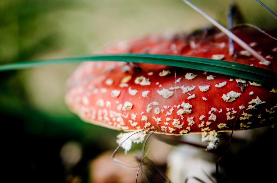 Free Image of Close Up of a Red and White Object 