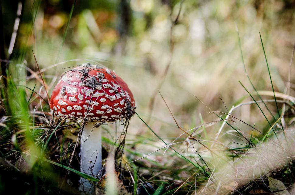 Free Image of Red and White Mushroom in Grass 