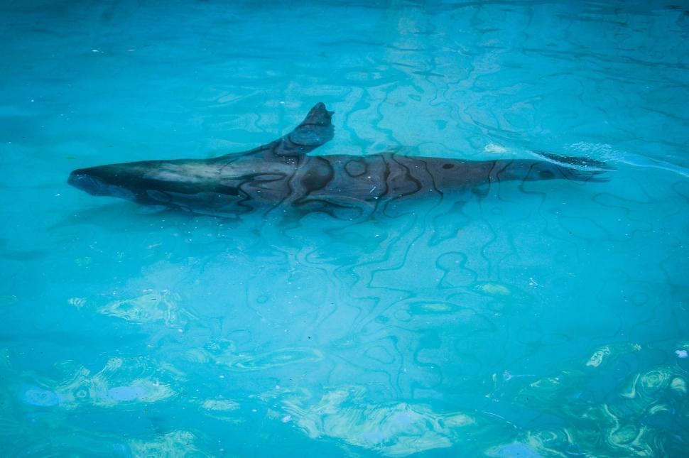 Free Image of Dolphin Swimming in a Pool of Blue Water 