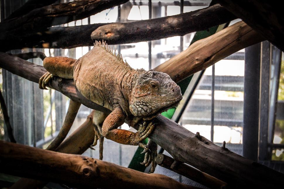 Free Image of Large Lizard Sitting on Top of a Tree Branch 