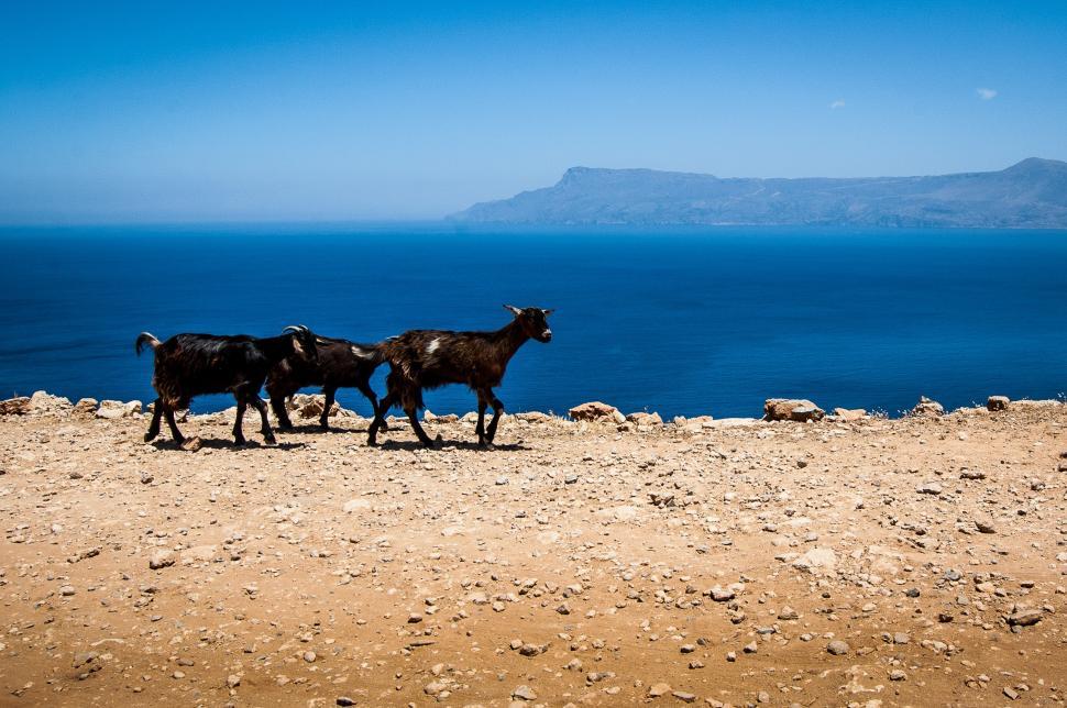 Free Image of Two Animals Walking Across a Dirt Field 